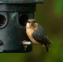 Nuthatch