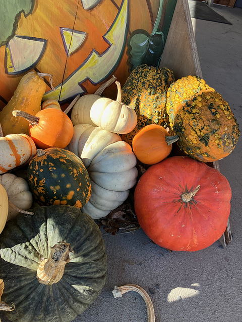 Squash Time