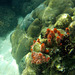 Coral Formation