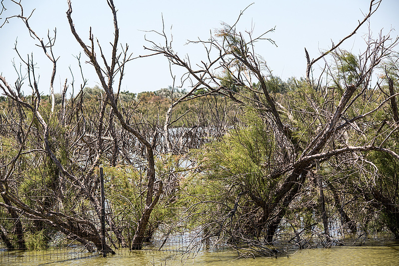 20150520 8007VRTw [F] Sumpf, Vauvert, Camargue