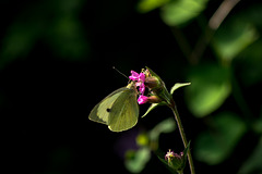 Large White Butterfly