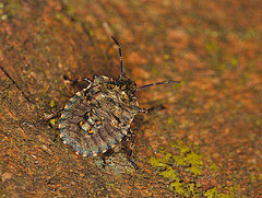 Shield Bug IMG_0975