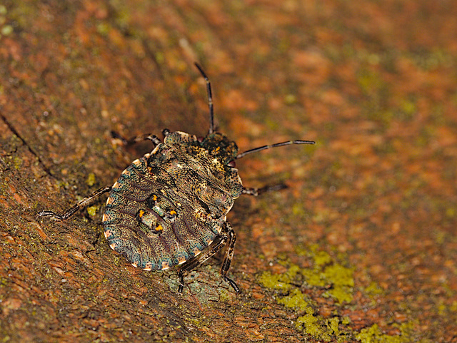 Shield Bug IMG_0975