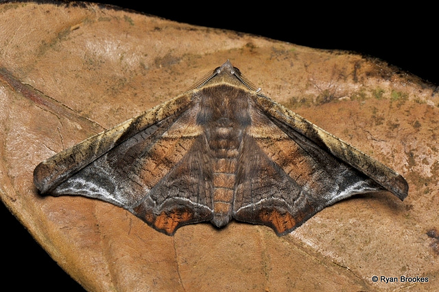 Episparis tortuosalis Moore, 1867, ♂