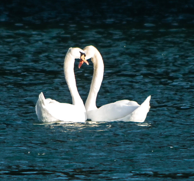 cygnes tuberculés - lac de Bart