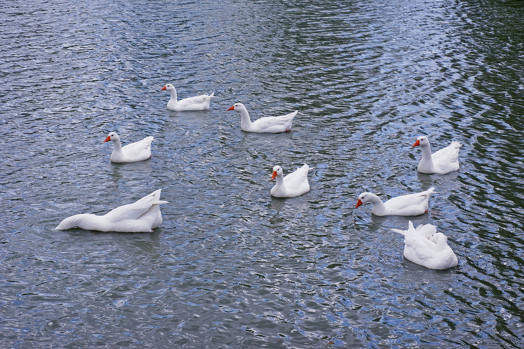 Flock Of Ducks