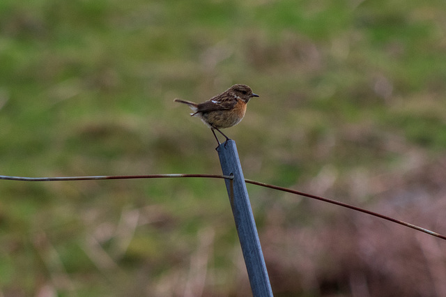 Stonechat Female