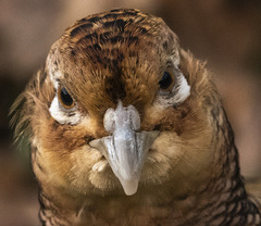 Pheasant