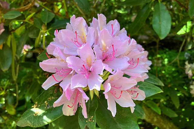 Rhododendron