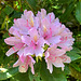 Rhododendron