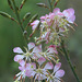 Limestone Gaura