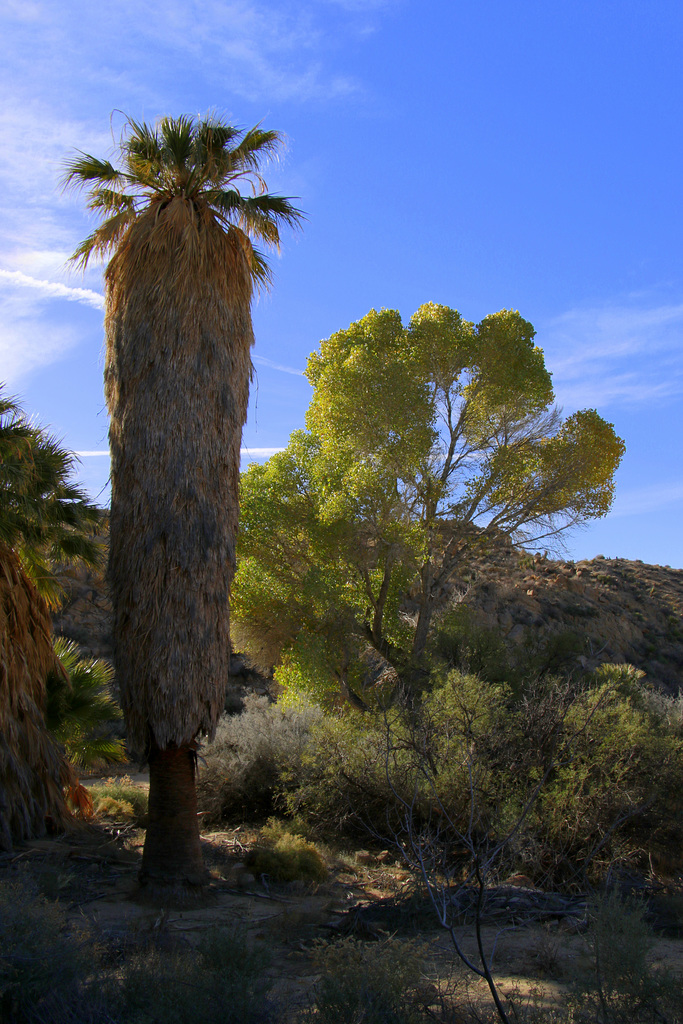 California Fan Palm and Cottonwood