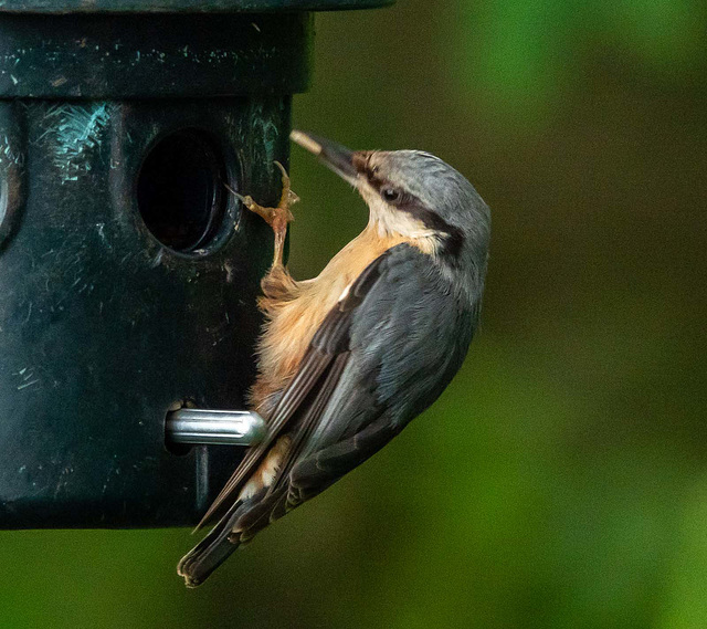 Nuthatch