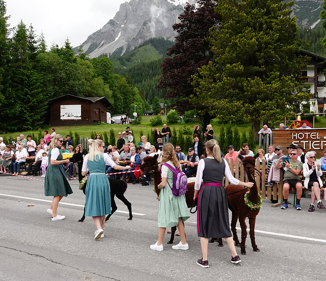 Dachstein Alpakas