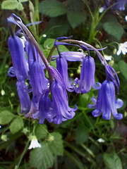 La jacinthe des bois .