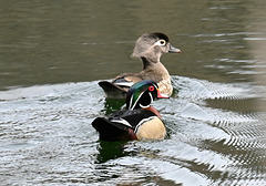 Wood ducks_20250510 215645 Wood ducks_20250510 215645