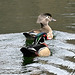 Wood ducks_20250510 215645