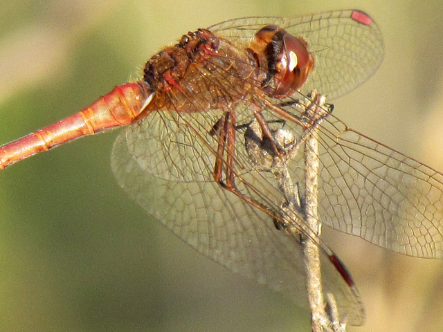 Southern Darter m (Sympetrum meridionale) 01-10-2011 16-18-02