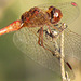 Southern Darter m (Sympetrum meridionale) 01-10-2011 16-18-02