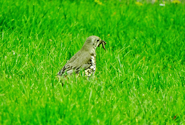 Thrush gathering food and nesting material