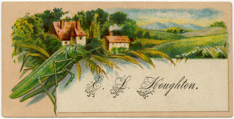 Katydid Calling Card for E. L. Houghton