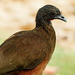 Rufous-vented chachalaca / Ortalis ruficauda, Tobago