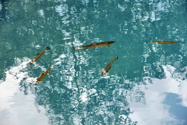 Forellen im Teich entlang der Kurpromenade in Sulden