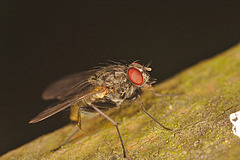 Fly IMG_0985