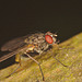 Fly IMG_0985