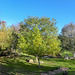 Sunny Autumn Monday - colours by the pond