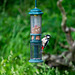 Great spotted woodpecker