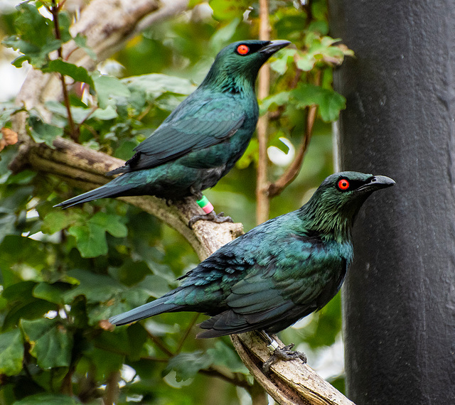 Glossy starlings