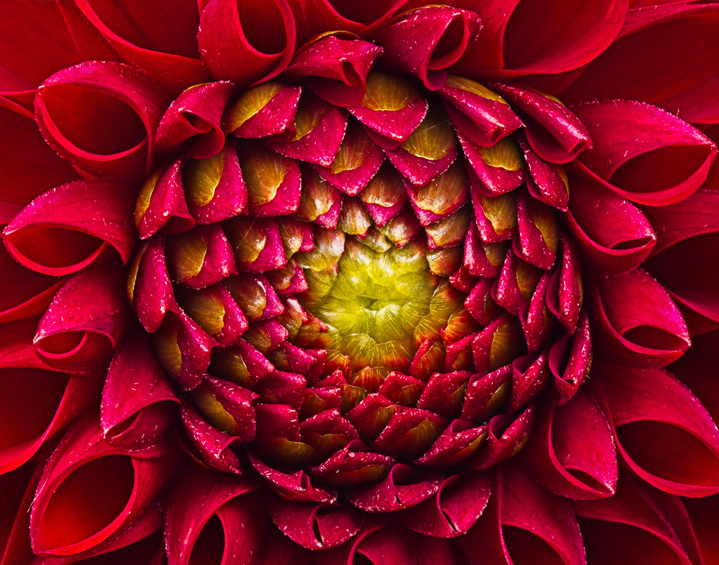 Dahlia