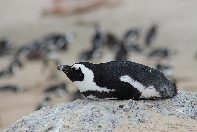 Penguin at Boulders Beach