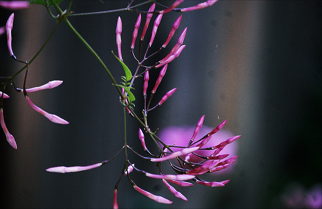 Buds of Jasmin flower