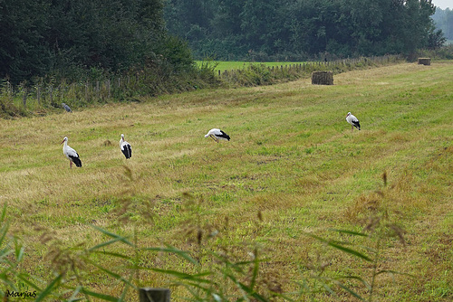 Ooievaars in een pas gemaaide wei