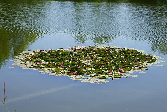 Seerosen auf dem Oderteich
