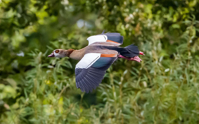 Egyptian goose