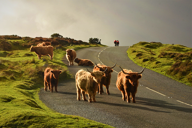 Cows loose on Dartmoor.