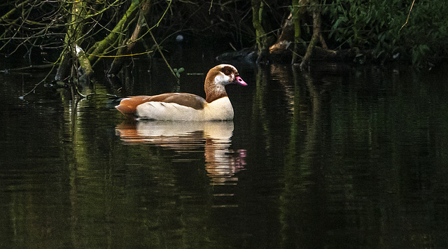 4Egyptian goose