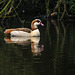 4Egyptian goose