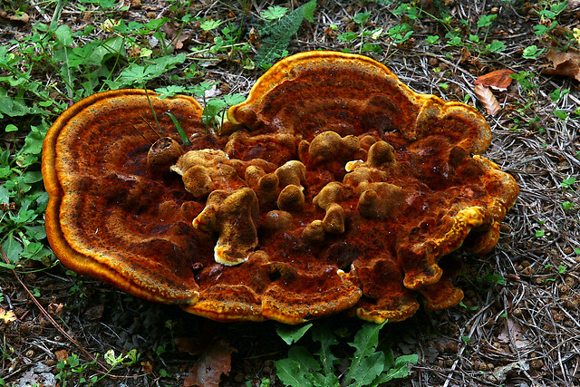 Dans la forêt d'Orléans , j'ai découvert ce champignon frais de cette année , que je vais savourer ce soir en gratin .