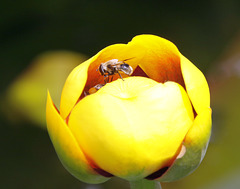 nénuphar et abeille