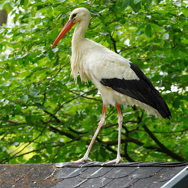 Storch