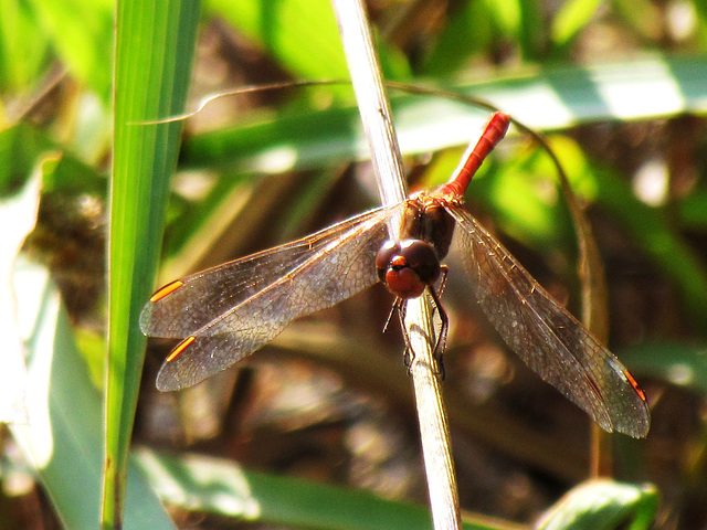 Southern Darter m (Sympetrum meridionale) 30-09-2011 09-15-01