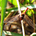 Southern Darter m (Sympetrum meridionale) 30-09-2011 09-15-01