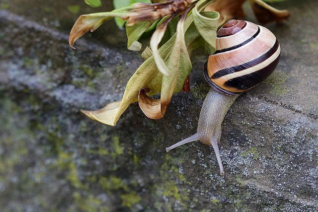 Hain-Bänderschnecke