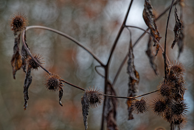 18.12.01 Burgwald 9483