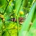 Sedge warbler in hiding
