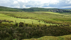 20190610 4944CPw [R~GB] Schafe, Wales